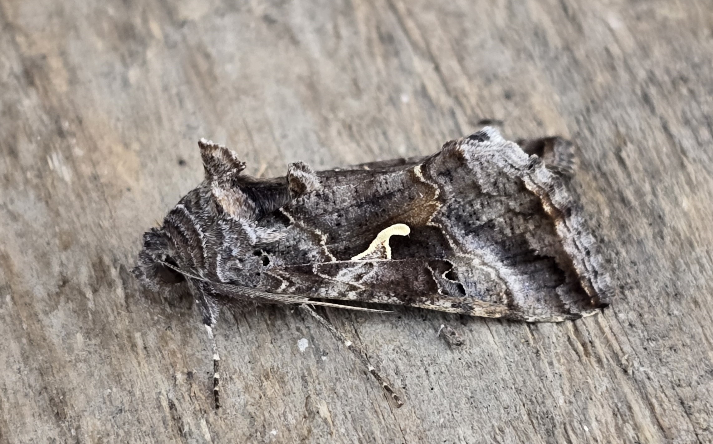 Photo of Silver Y (Autographa gamma)